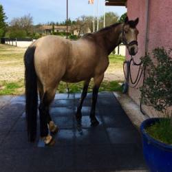 Hexdalle XE DJP - Sol pour box à chevaux en caoutchouc
