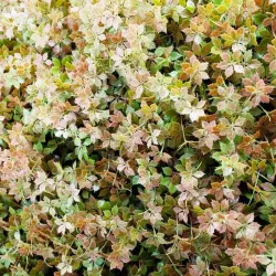 Mur végétal artificiel - Feuillage d'Automne