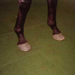 Hexdalle XE DJP - Sol pour box à chevaux en caoutchouc