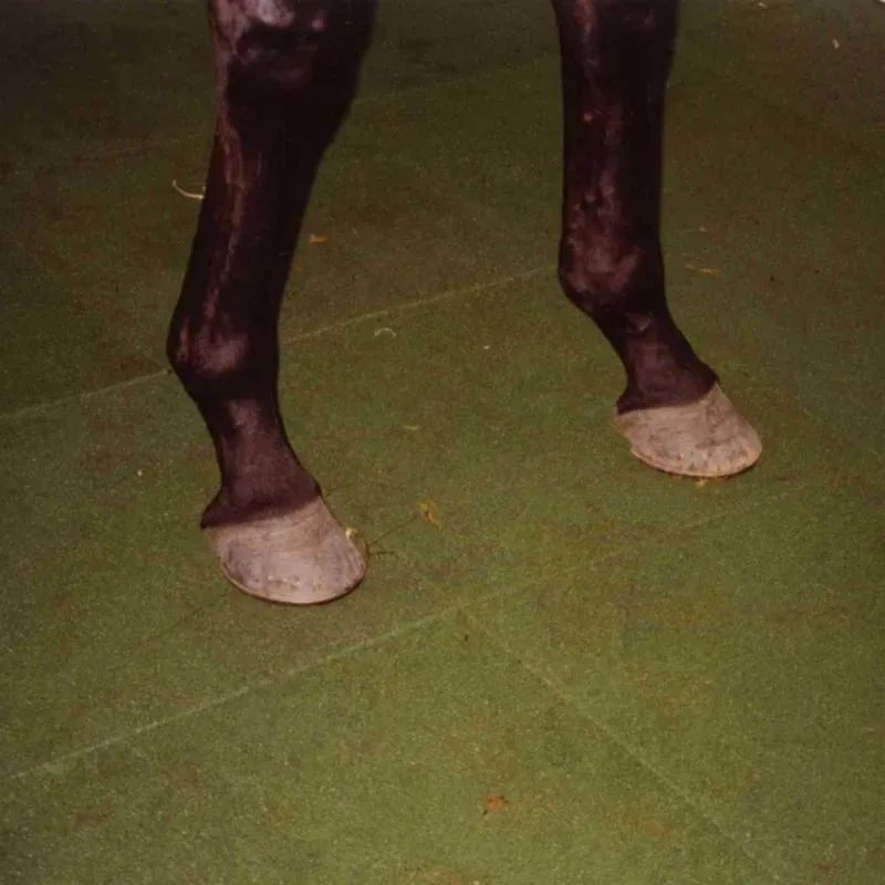 Hexdalle XE DJP - Sol pour box à chevaux en caoutchouc