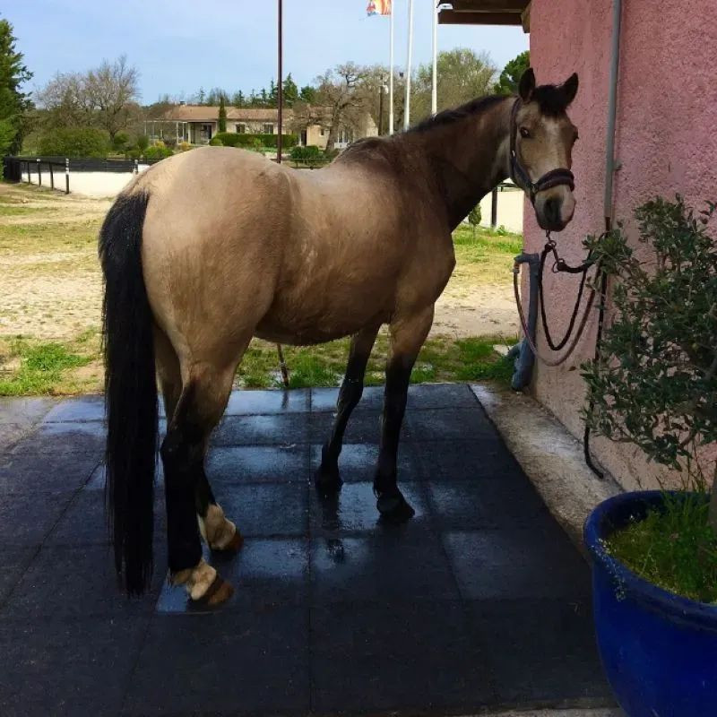 Hexdalle XE DJP - Sol pour box à chevaux en caoutchouc