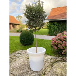 Jardinière plastique ronde Delight