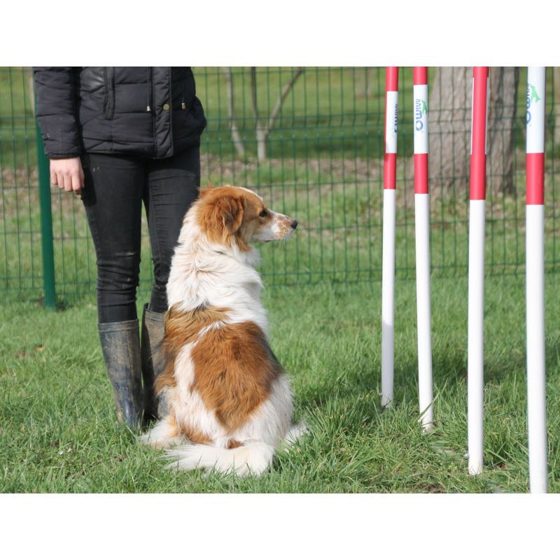Slalom d'agility pour chien - Animo concept