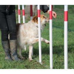 Slalom pour parcours canin et agility