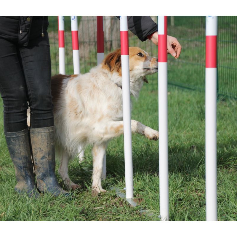 Slalom d'agility pour chien - Animo concept