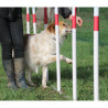 Slalom d'agility pour chien - Animo concept