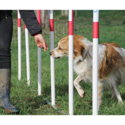Slalom d'agility pour chien - Animo concept