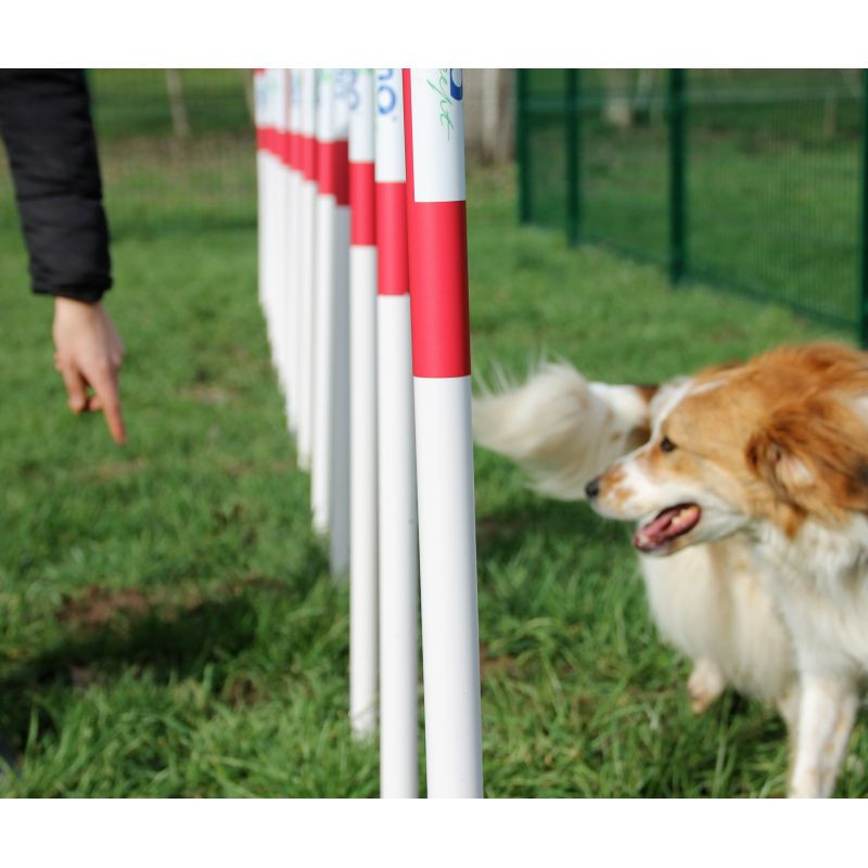 Slalom d'agility pour chien - Animo concept