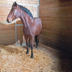 Hexdalle XE DJP - Sol pour box à chevaux en caoutchouc